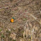 Eisvogel (Alcedo atthis)