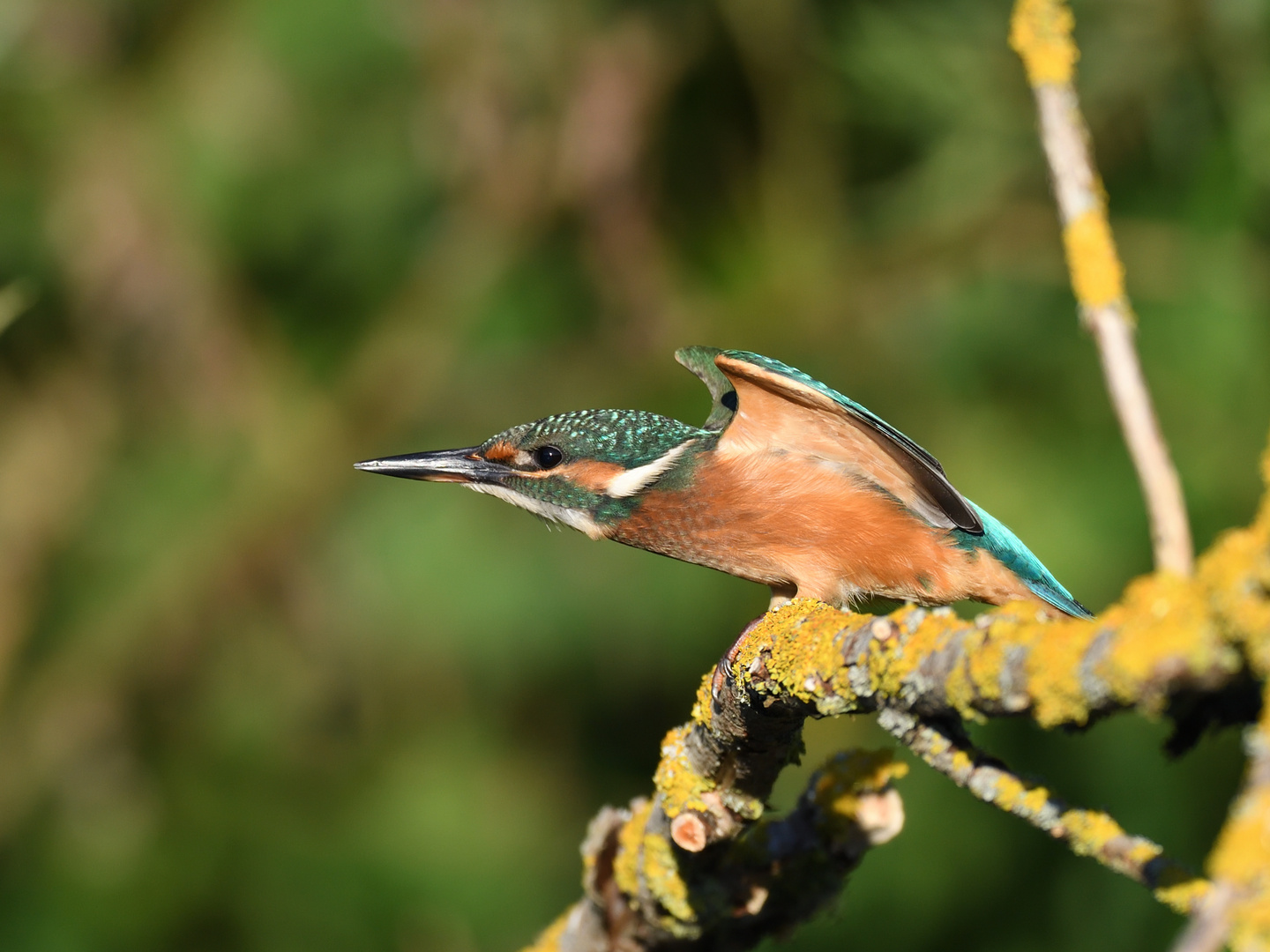 Eisvogel (Alcedo atthis) 68-2016 GB1_3427-2