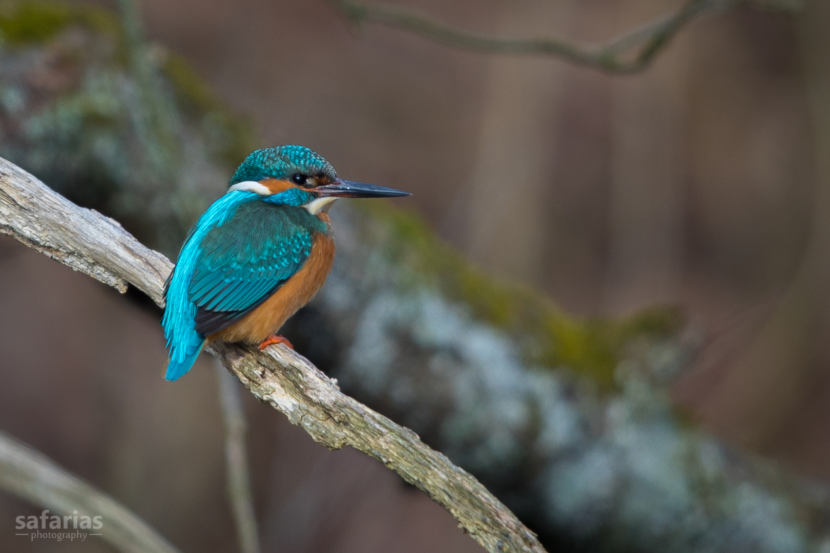 Eisvogel (Alcedo atthis)