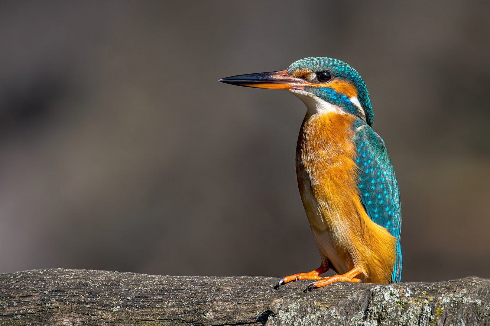  Eisvogel (Alcedo atthis)