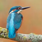 --- Eisvogel ---   (Alcedo atthis )