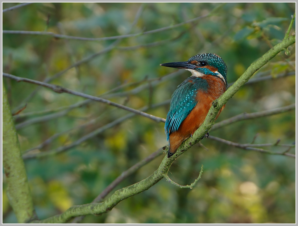 Eisvogel (Alcedo atthis)