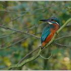 Eisvogel (Alcedo atthis)