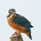 Eisvogel (Alcedo atthis)