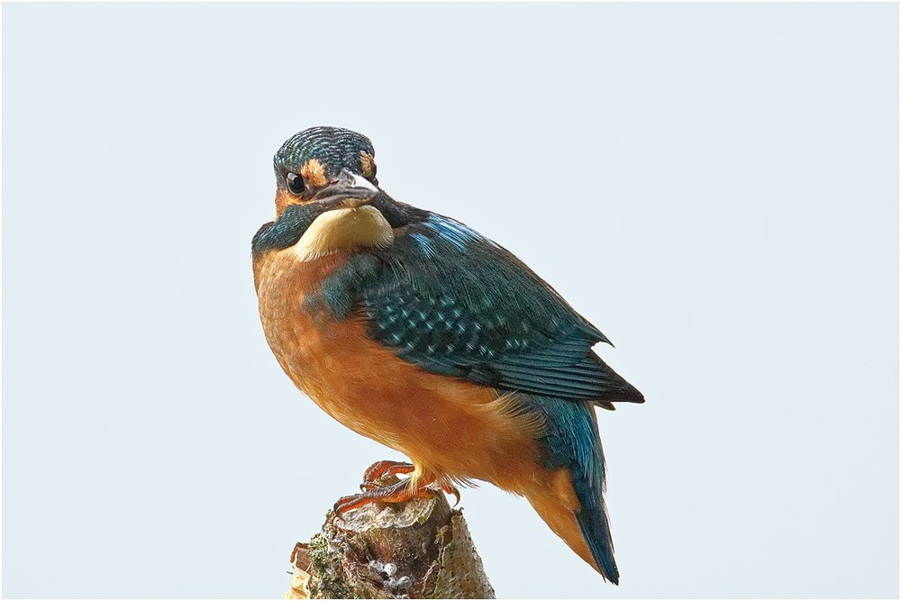 Eisvogel (Alcedo atthis)