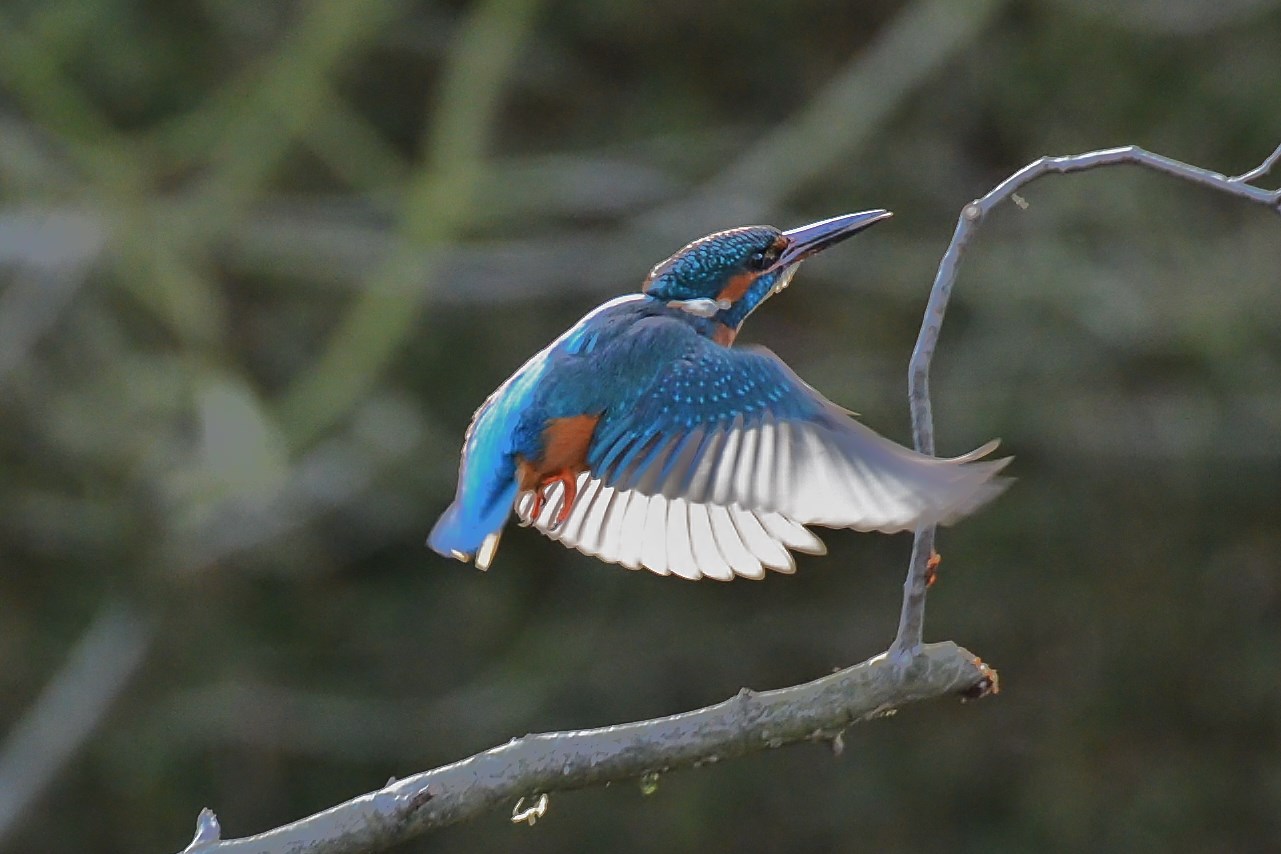 Eisvogel, alcedo atthis