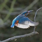 Eisvogel, alcedo atthis