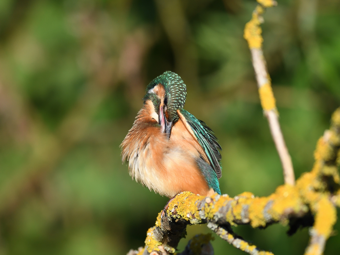 Eisvogel (Alcedo atthis) 70-2016 GB1_3451-2