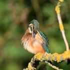 Eisvogel (Alcedo atthis) 70-2016 GB1_3451-2