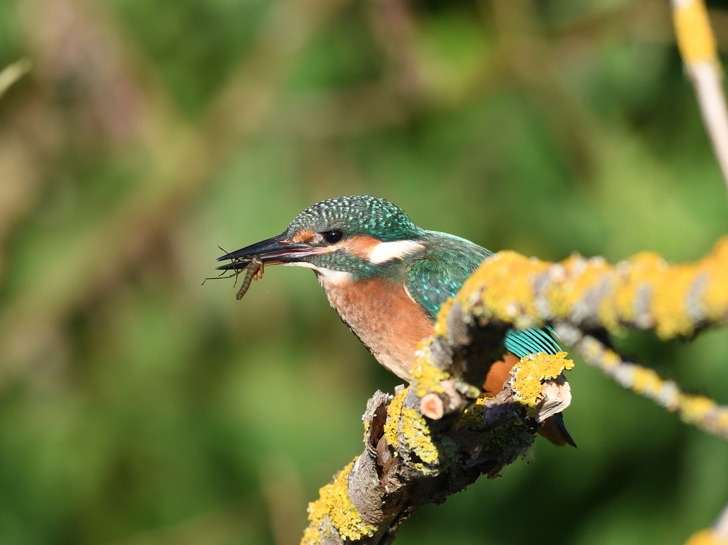 Eisvogel (Alcedo atthis) 71-2016 GB1_3500-2