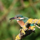 Eisvogel (Alcedo atthis) 71-2016 GB1_3500-2