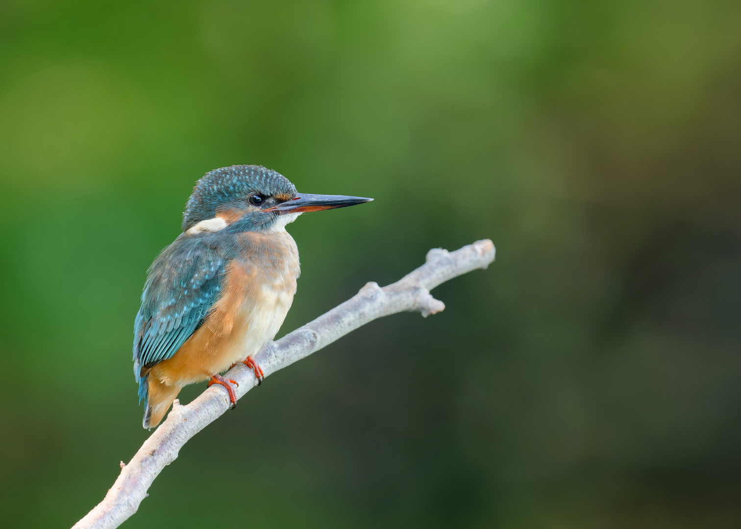 Eisvogel (Alcedo atthis)