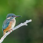 Eisvogel (Alcedo atthis)