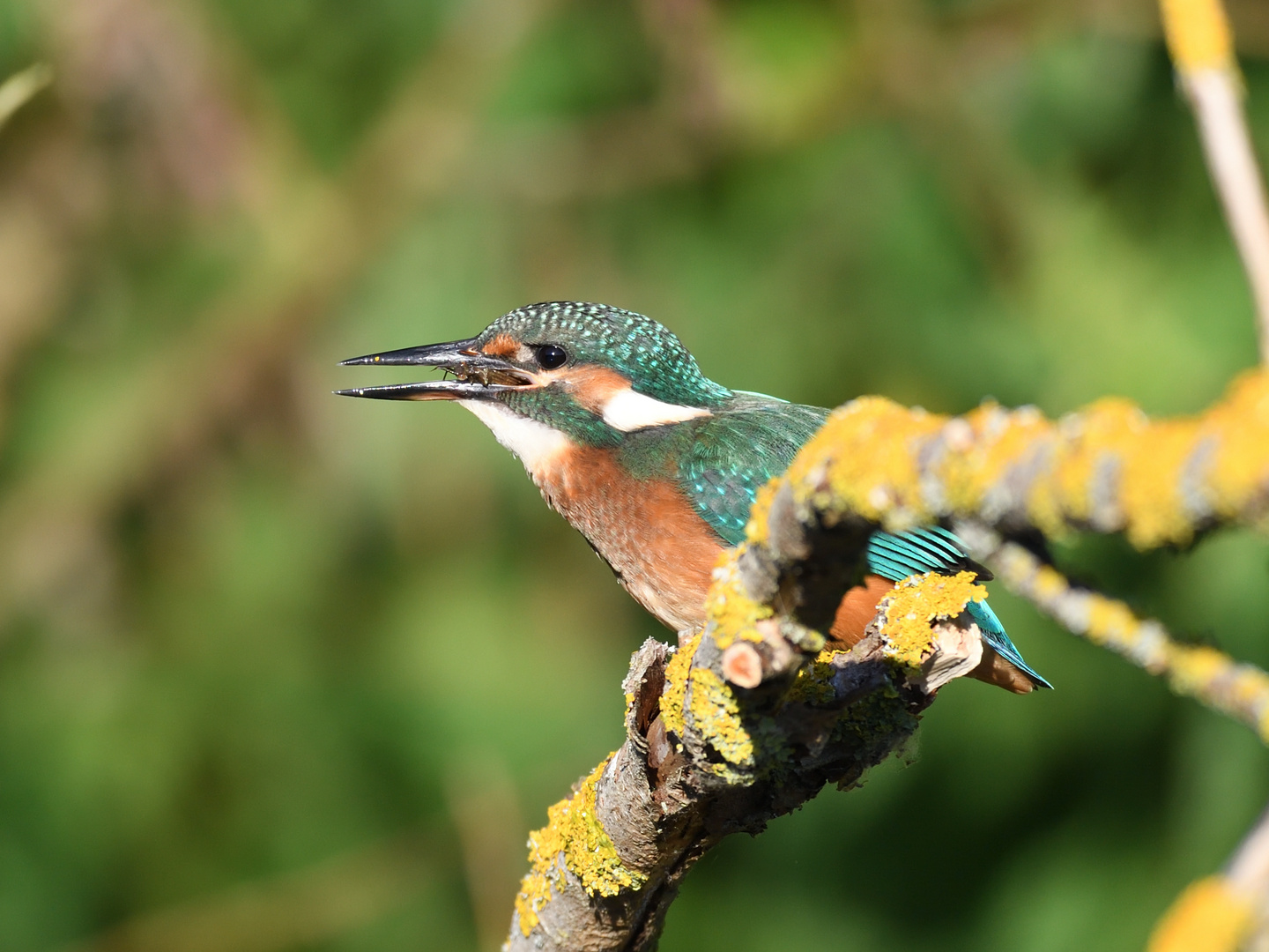 Eisvogel (Alcedo atthis) 72-2016 GB1_3519-2