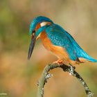 --- Eisvogel ---  ( Alcedo atthis )