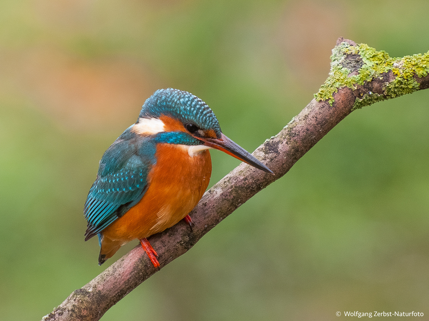 - Eisvogel - ( Alcedo atthis )