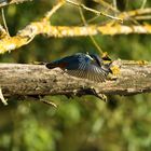 Eisvogel (Alcedo atthis) 75-2016 GB1_3256-2