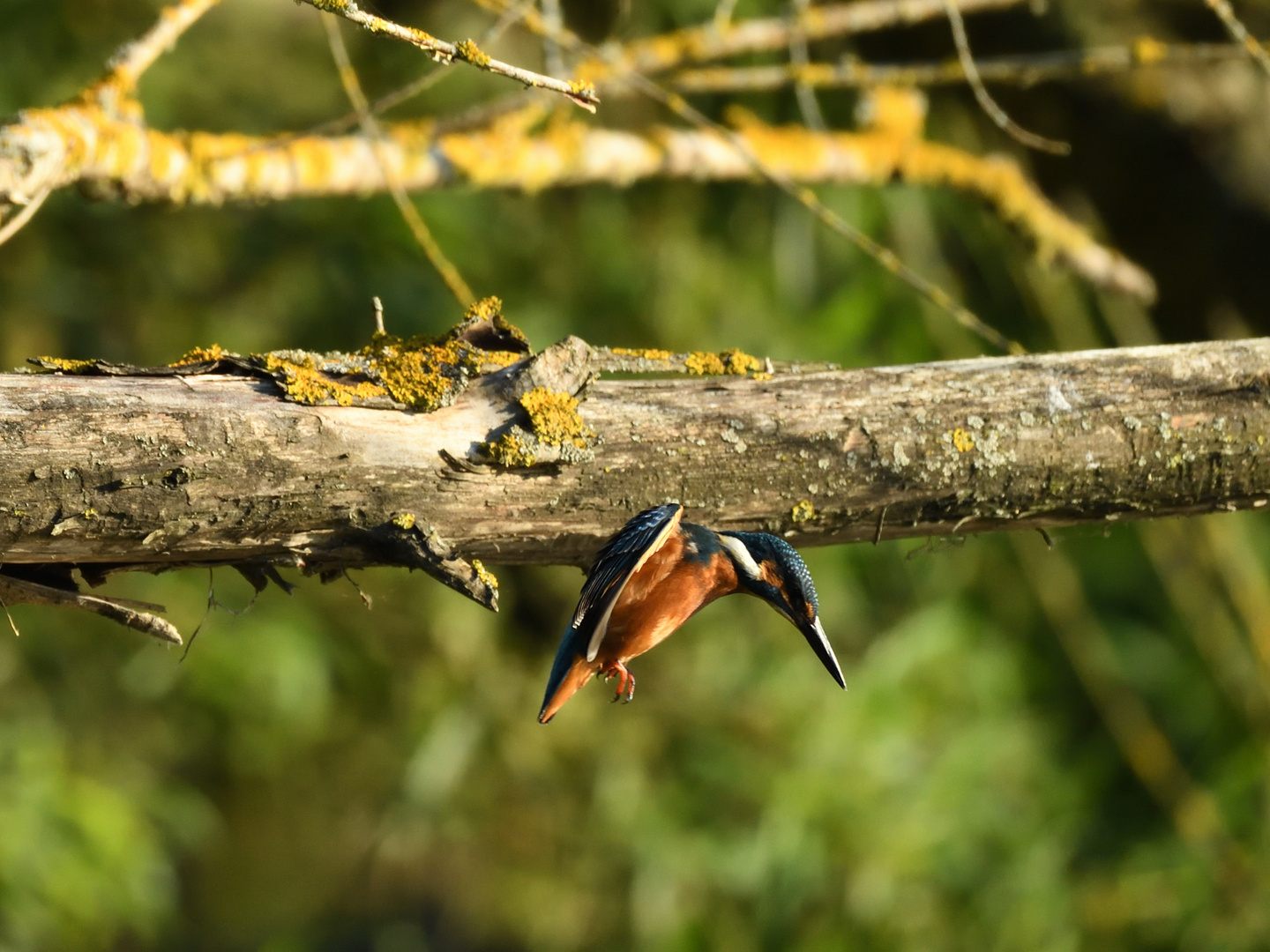 Eisvogel (Alcedo atthis) 76-2016 GB1_3257-1