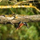 Eisvogel (Alcedo atthis) 76-2016 GB1_3257-1