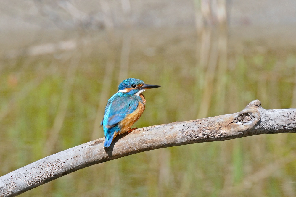 Eisvogel ( Alcedo atthis )