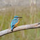 Eisvogel ( Alcedo atthis )