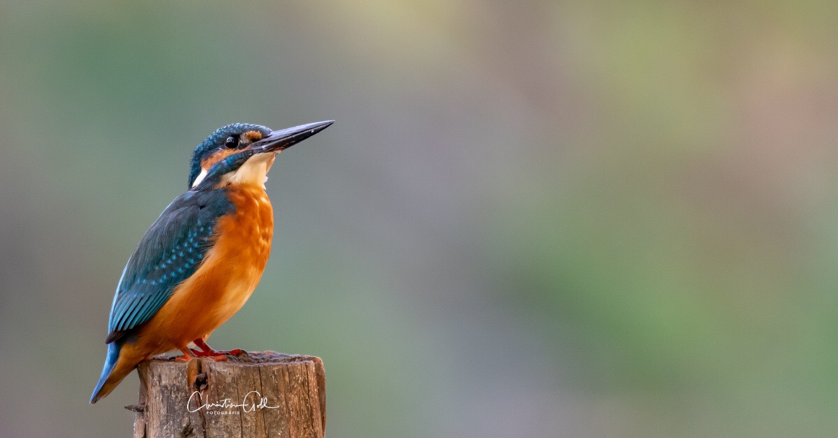 Eisvogel - Alcedo atthis