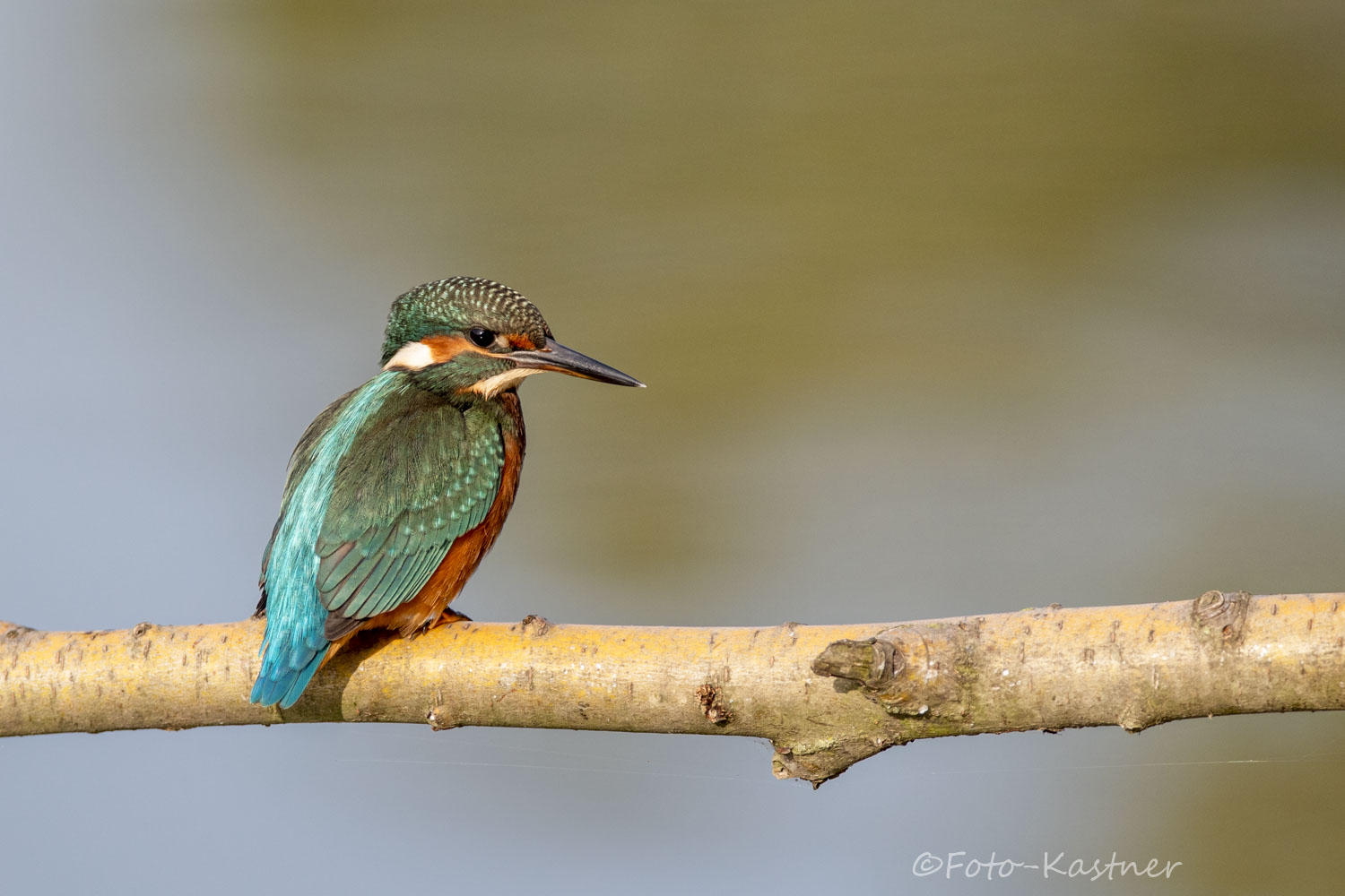 Eisvogel (Alcedo atthis)