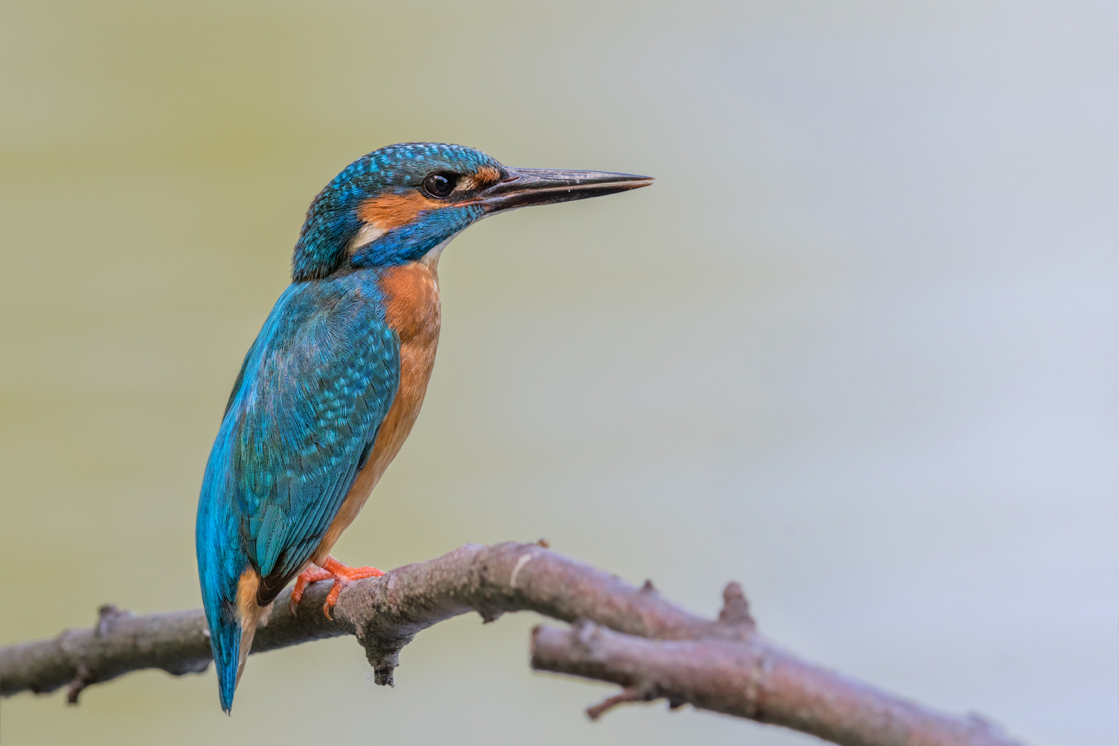 Eisvogel (Alcedo atthis)