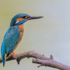 Eisvogel (Alcedo atthis)