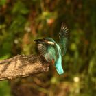 Eisvogel (Alcedo atthis) 79-2016 GB1_5994-1