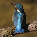 Eisvogel (Alcedo atthis)