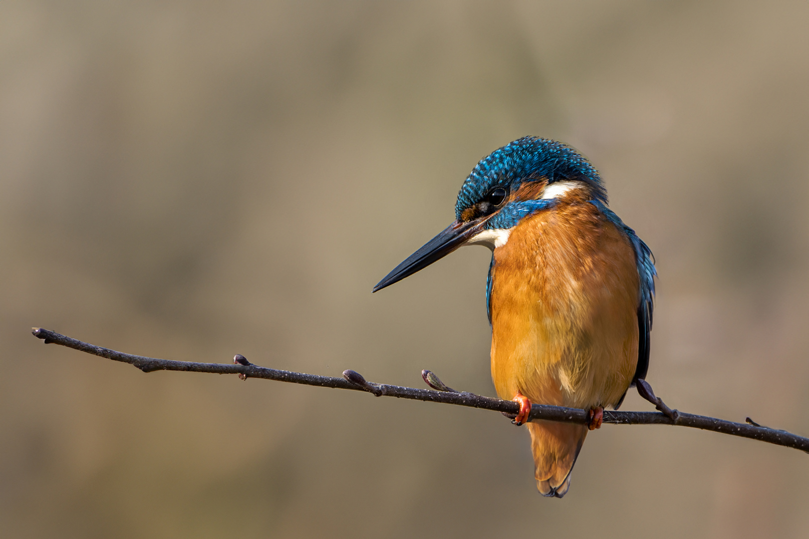   Eisvogel (Alcedo atthis)