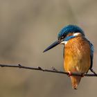   Eisvogel (Alcedo atthis)