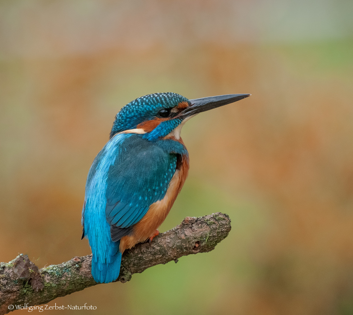 " Eisvogel " (  Alcedo atthis )