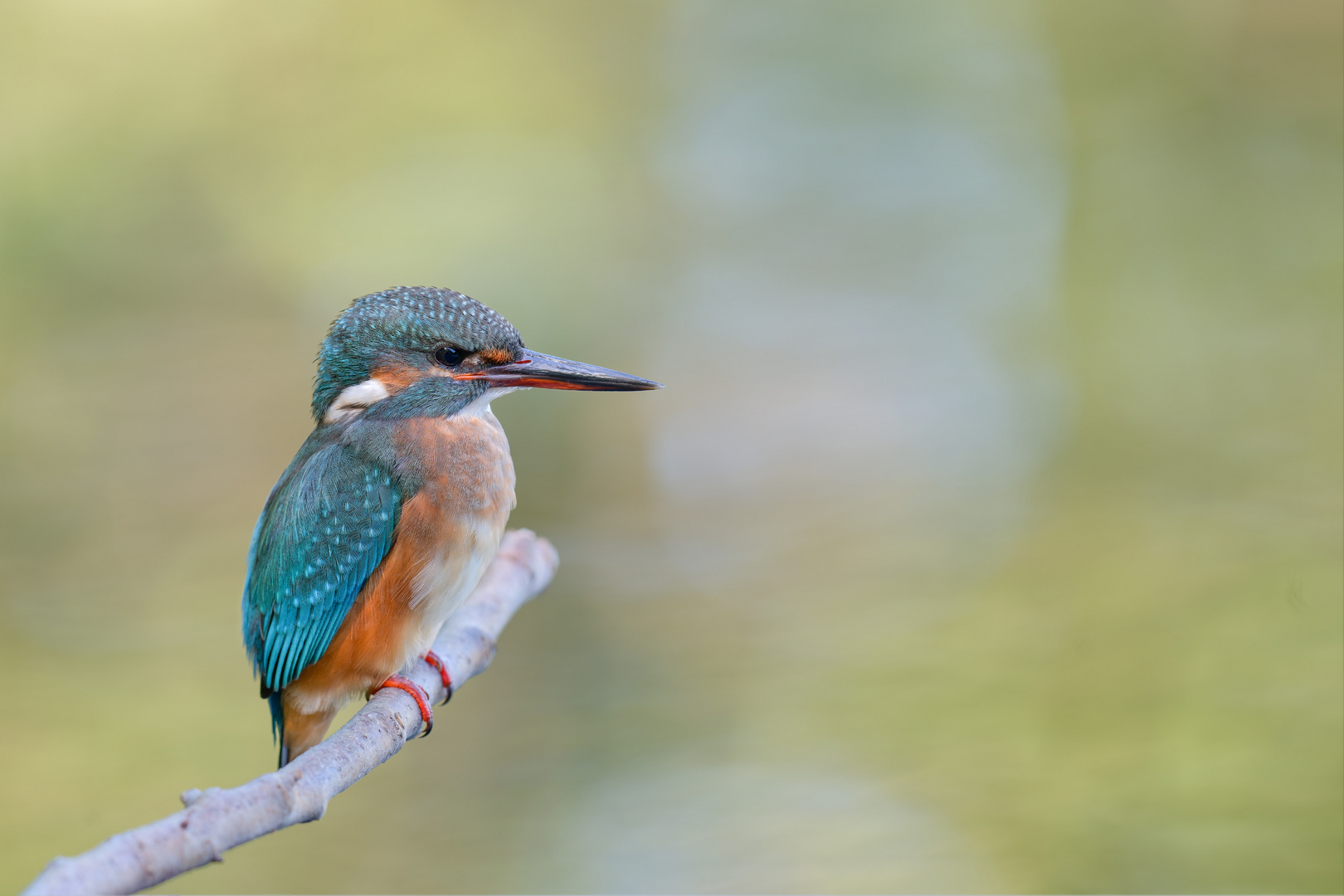 Eisvogel (Alcedo atthis)