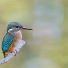 Eisvogel (Alcedo atthis)