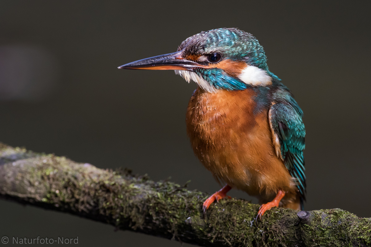 Eisvogel (Alcedo Atthis)