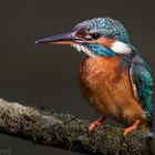 Eisvogel (Alcedo Atthis)