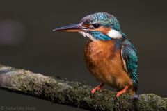 Eisvogel (Alcedo Atthis)