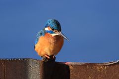 Eisvogel (Alcedo atthis)