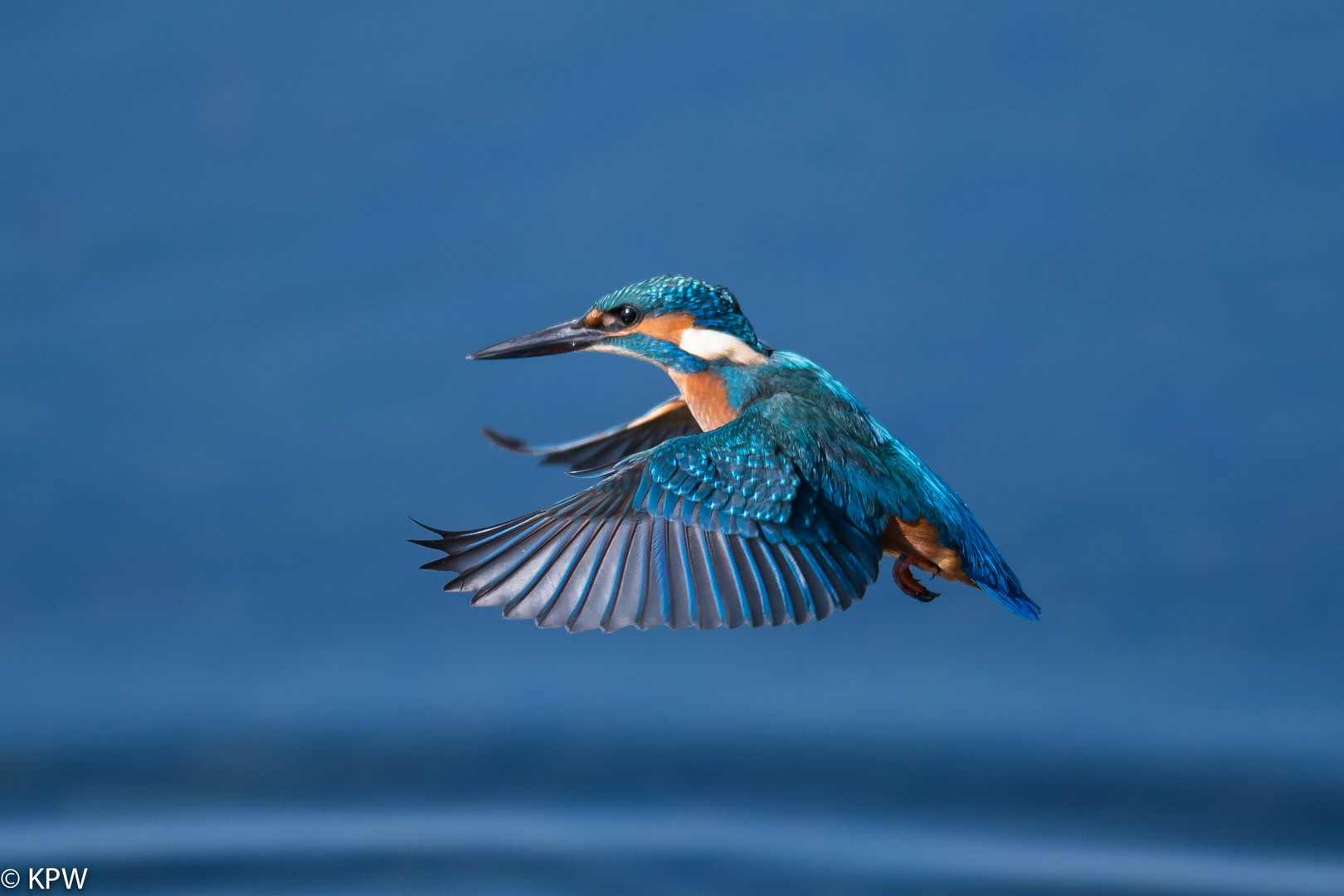 Eisvogel (Alcedo atthis)