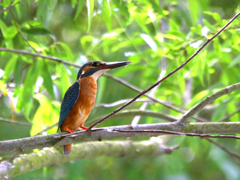 Eisvogel (Alcedo atthis)