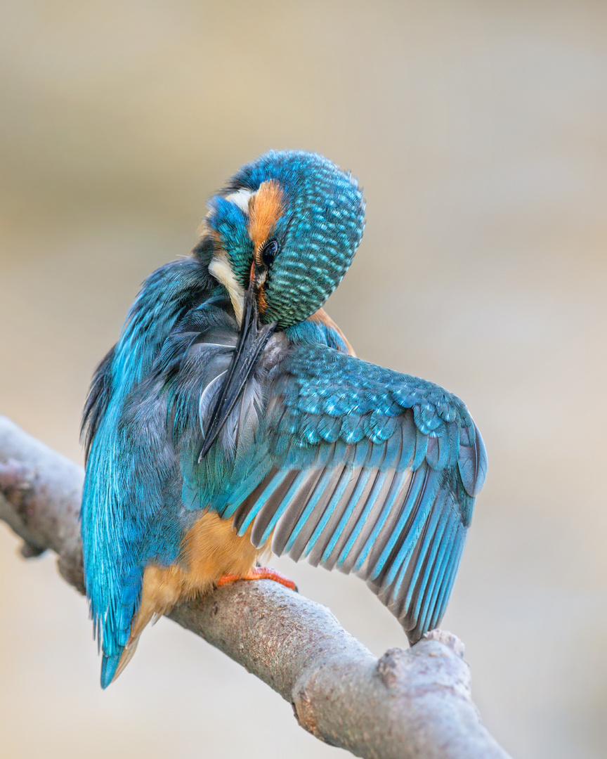 Eisvogel (Alcedo atthis)