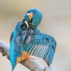 Eisvogel (Alcedo atthis)