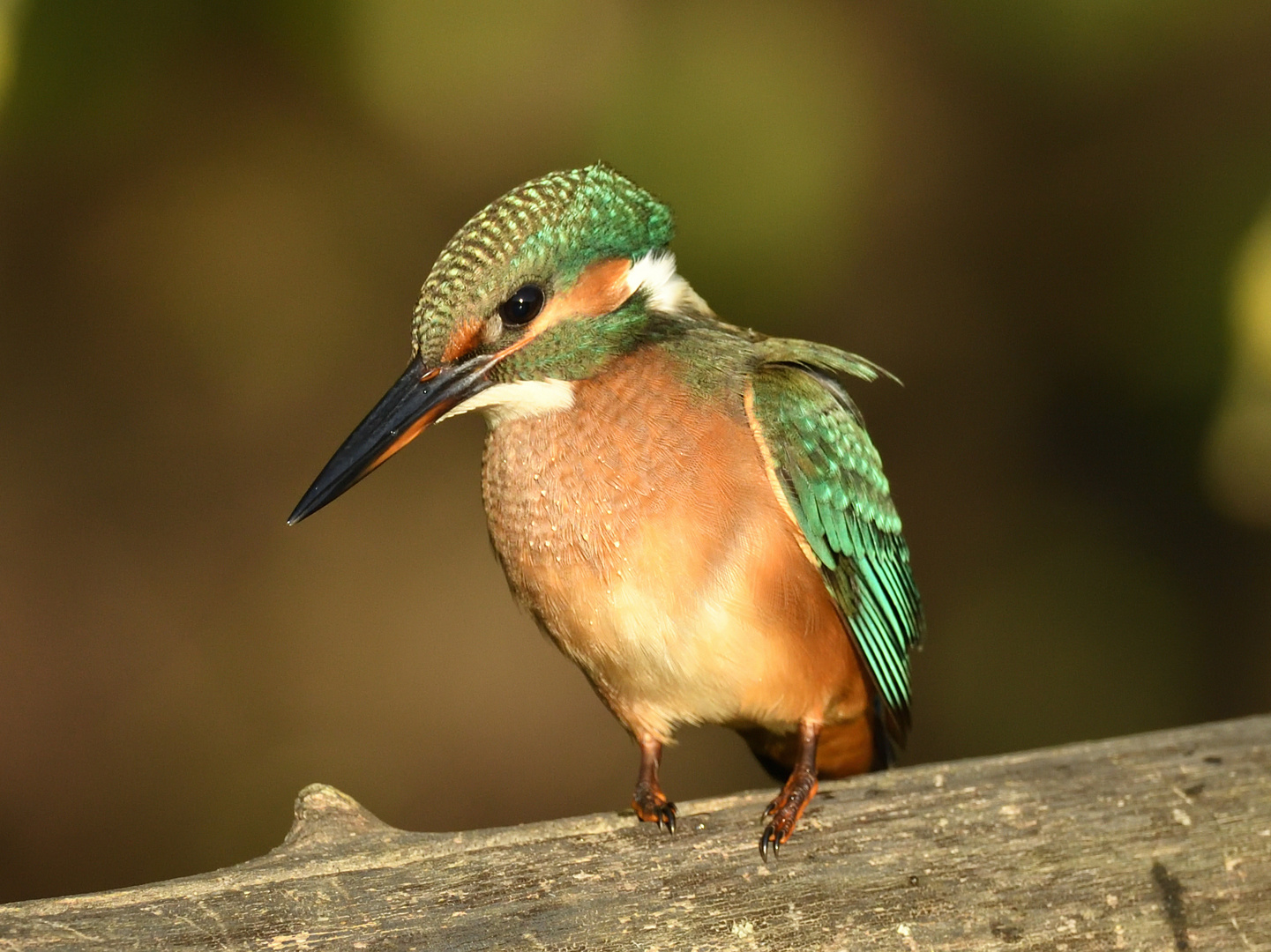 Eisvogel (Alcedo atthis) 82-2016 GB1_6504-2