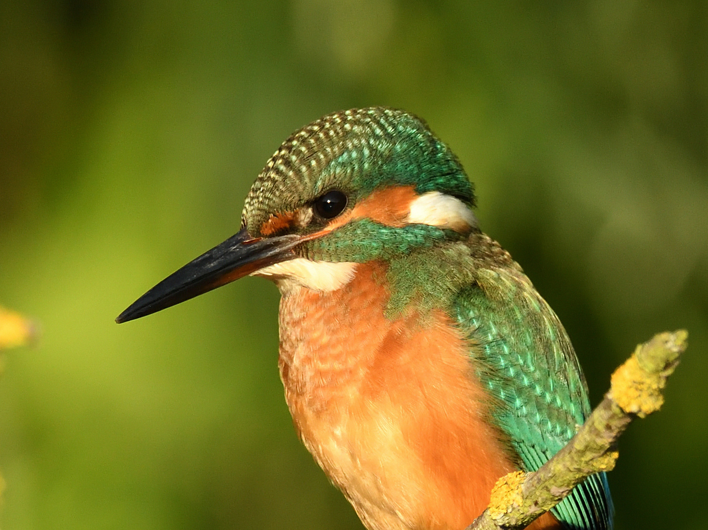 Eisvogel (Alcedo atthis) 83-2016 GB1_6481-3