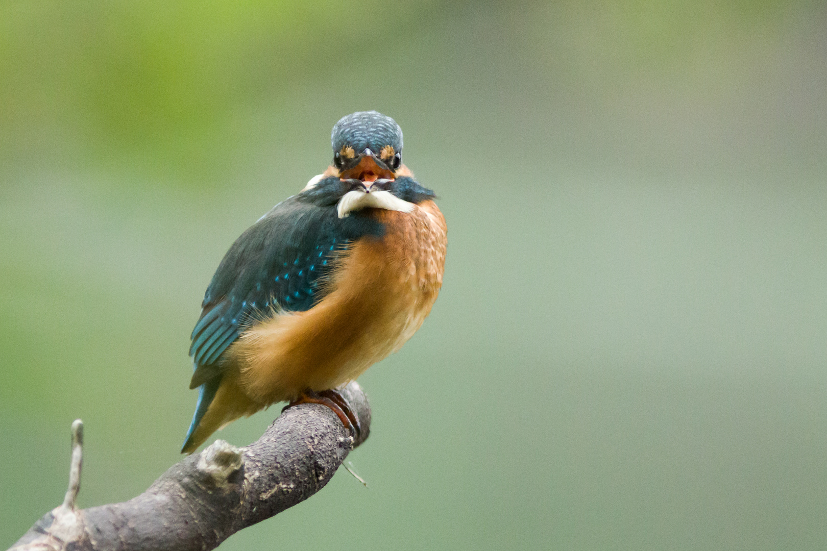 Eisvogel (Alcedo atthis)