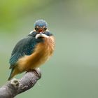 Eisvogel (Alcedo atthis)