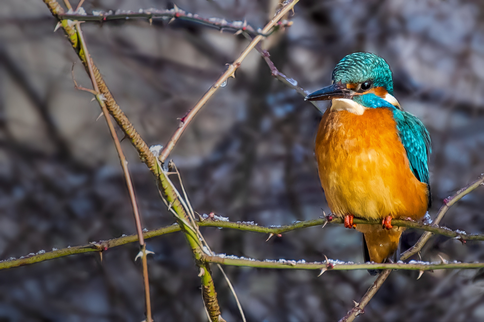 Eisvogel (Alcedo atthis) 