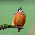 --- Eisvogel ---- ( Alcedo atthis )